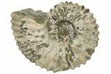 Bumpy Ammonite (Douvilleiceras) Fossil - Madagascar #224615-1